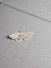 Digrammia ocellinata