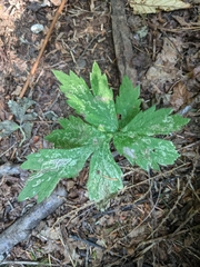 Hydrophyllum tenuipes