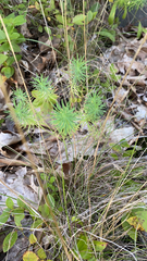 Euphorbia cyparissias