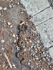 Nerodia sipedon pleuralis