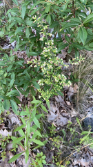 Solidago bicolor