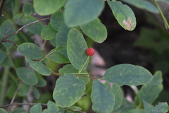 Lonicera utahensis