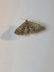 Idia aemula