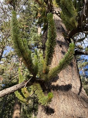 Pinus longaeva