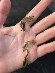 Myriophyllum sibiricum