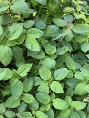 Acalypha ostryifolia