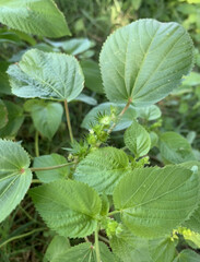 Acalypha ostryifolia