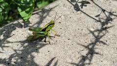 Melanoplus bivittatus