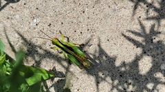 Melanoplus bivittatus