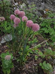 Allium strictum