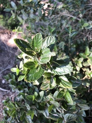 Ceanothus thyrsiflorus