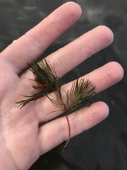 Myriophyllum sibiricum