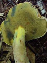 Boletus huronensis