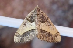 Frederickia hypaethrata