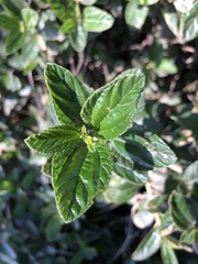 Ceanothus thyrsiflorus