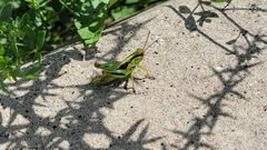 Melanoplus bivittatus