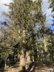Pinus longaeva