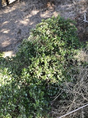 Ceanothus thyrsiflorus