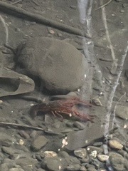 Procambarus clarkii