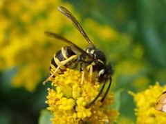 Vespula alascensis
