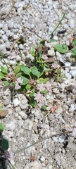 Eriogonum nudum