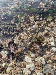 Canthigaster bennetti