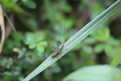 Conocephalini