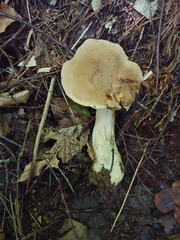 Boletus huronensis