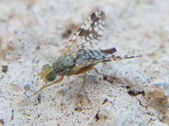 Neotephritis finalis