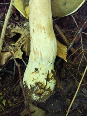 Boletus huronensis