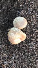 Agrocybe praecox