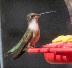 Archilochus colubris