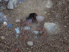 Pogonomyrmex maricopa