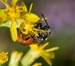 Sphecodes albilabris