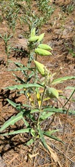 Asclepias eriocarpa