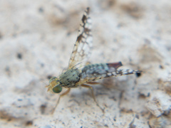 Neotephritis finalis