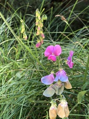 Lathyrus