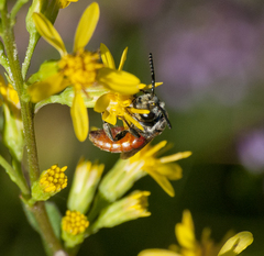 Sphecodes albilabris