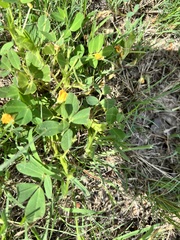 Arachis hypogaea