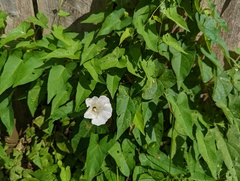 Calystegia