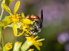 Sphecodes albilabris