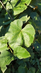Vitis labrusca