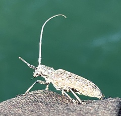 Monochamus notatus