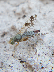 Neotephritis finalis