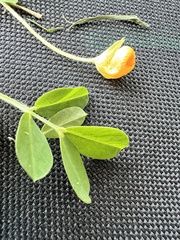 Arachis hypogaea