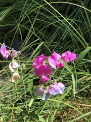 Lathyrus