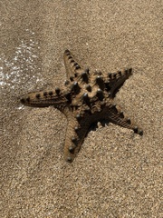 Protoreaster nodosus