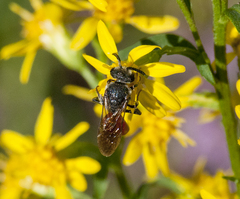 Sphecodes albilabris