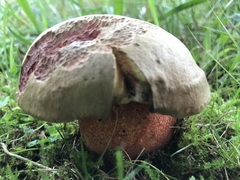 Rubroboletus satanas