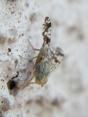 Neotephritis finalis
